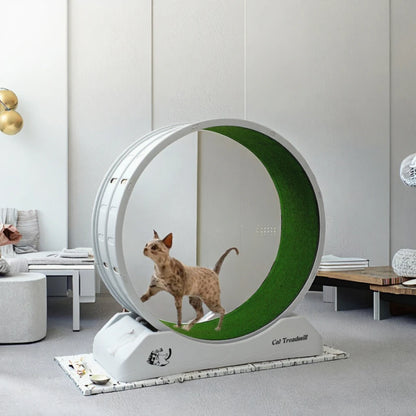 High Quality Modern Plastic Cat Treadmill Wheel Eco-Friendly Silent Exercise Equipment for Cat Interactive and Movement Toy